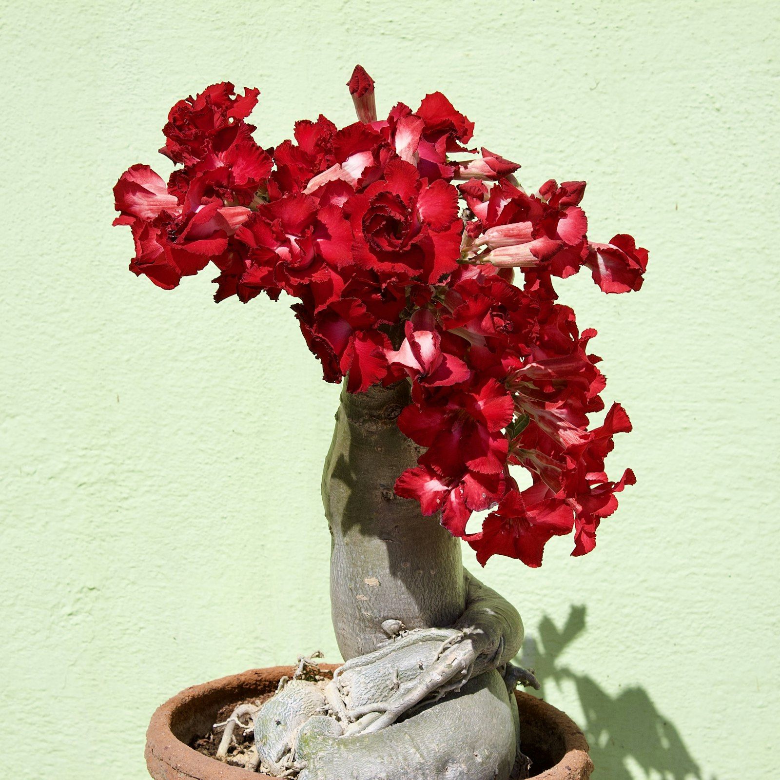 Stand-in Unsplash photo of a red adenium in a clay pot