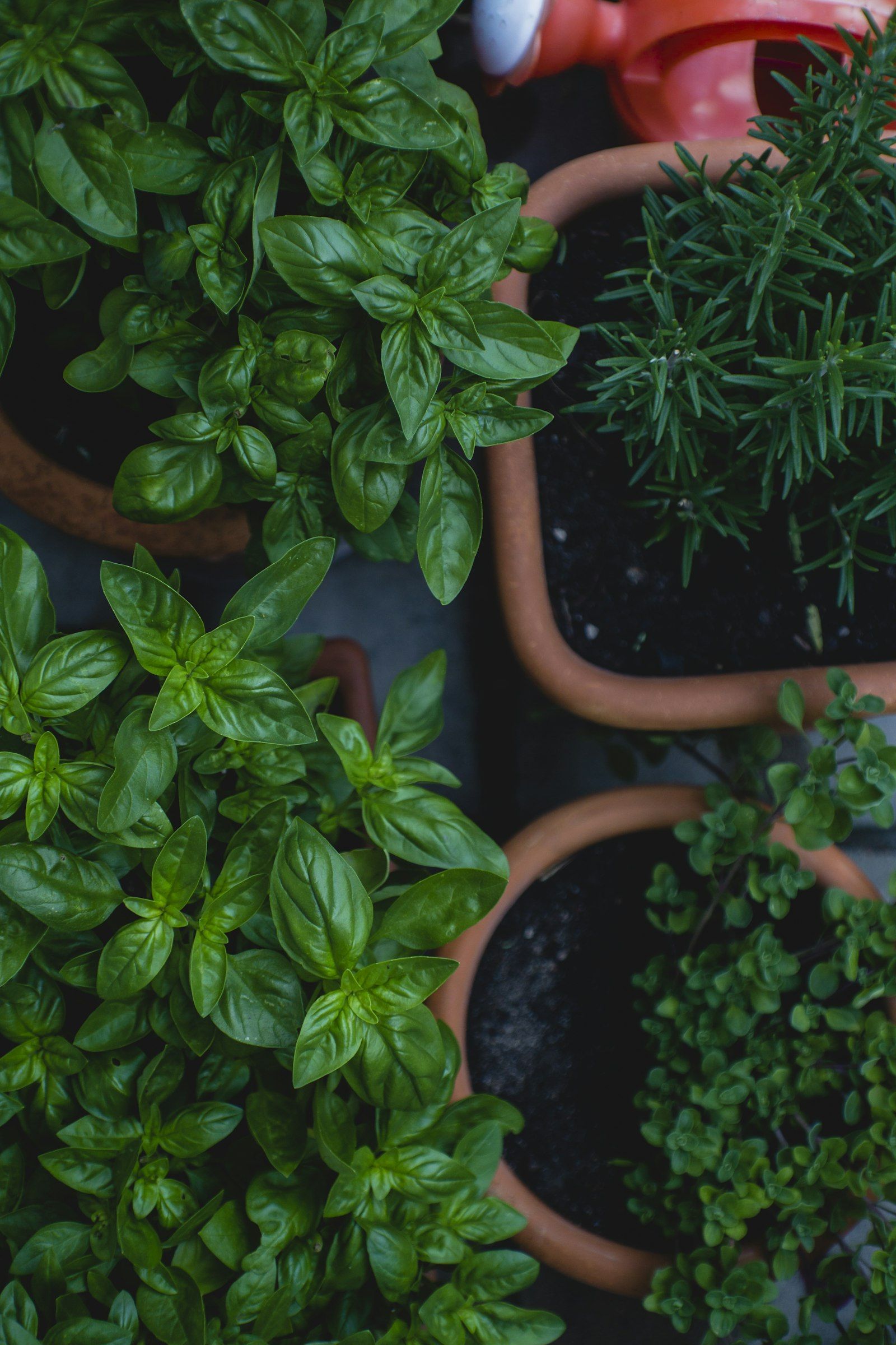 Stand-in Unsplash photo of herbs growing in pots