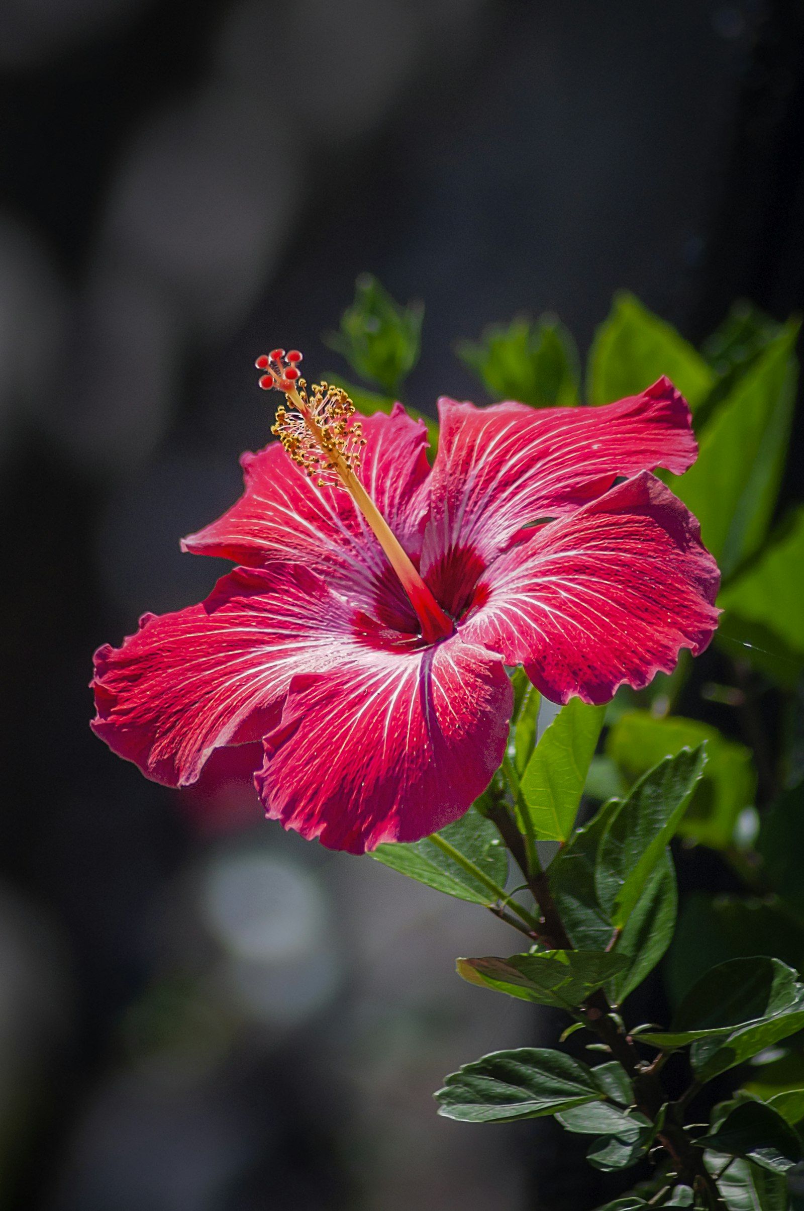 Stand-in Unsplash photo of a red hibiscus in bloom