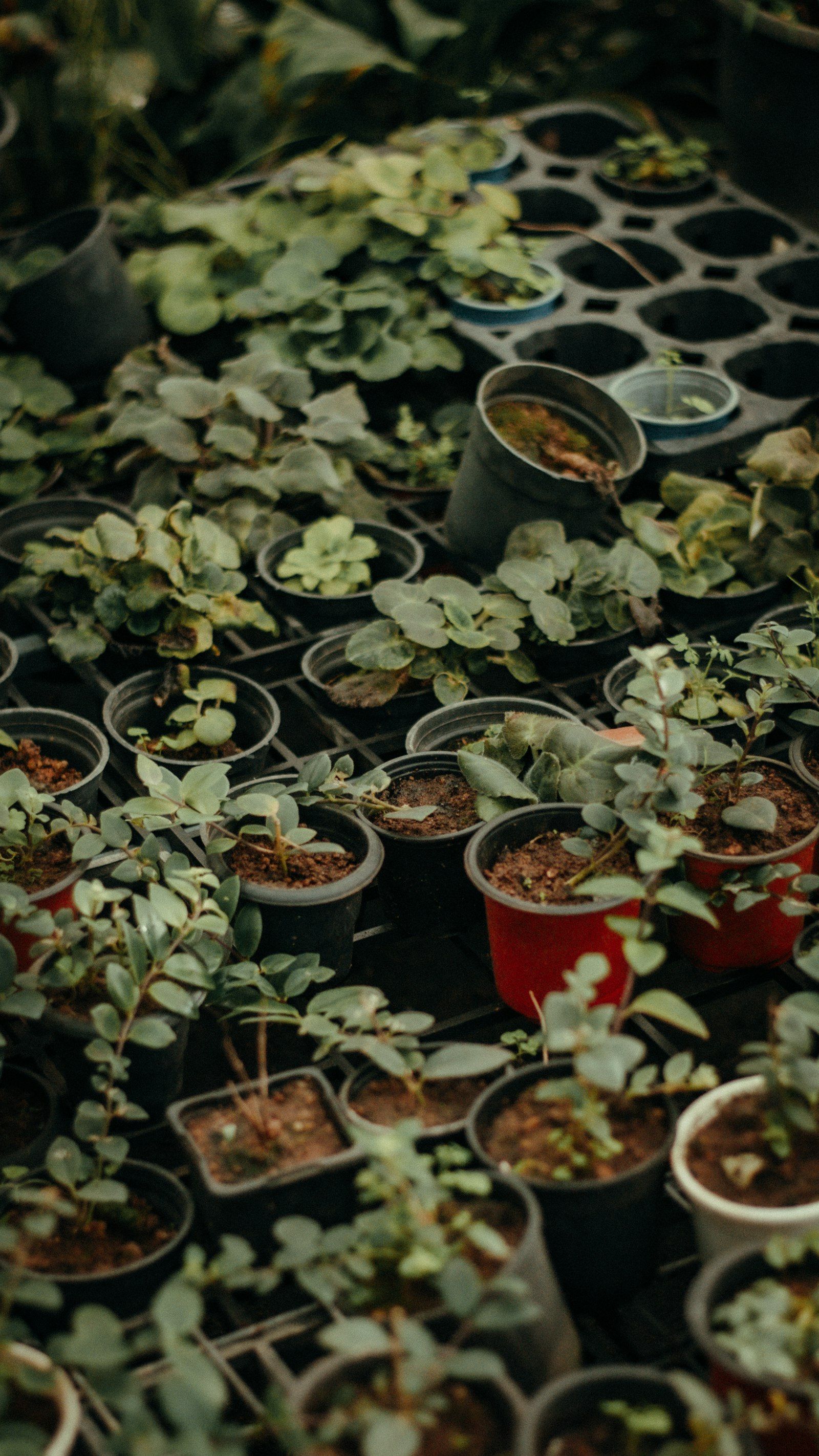 Stand-in Unsplash photo of small potted plants in nursery trays
