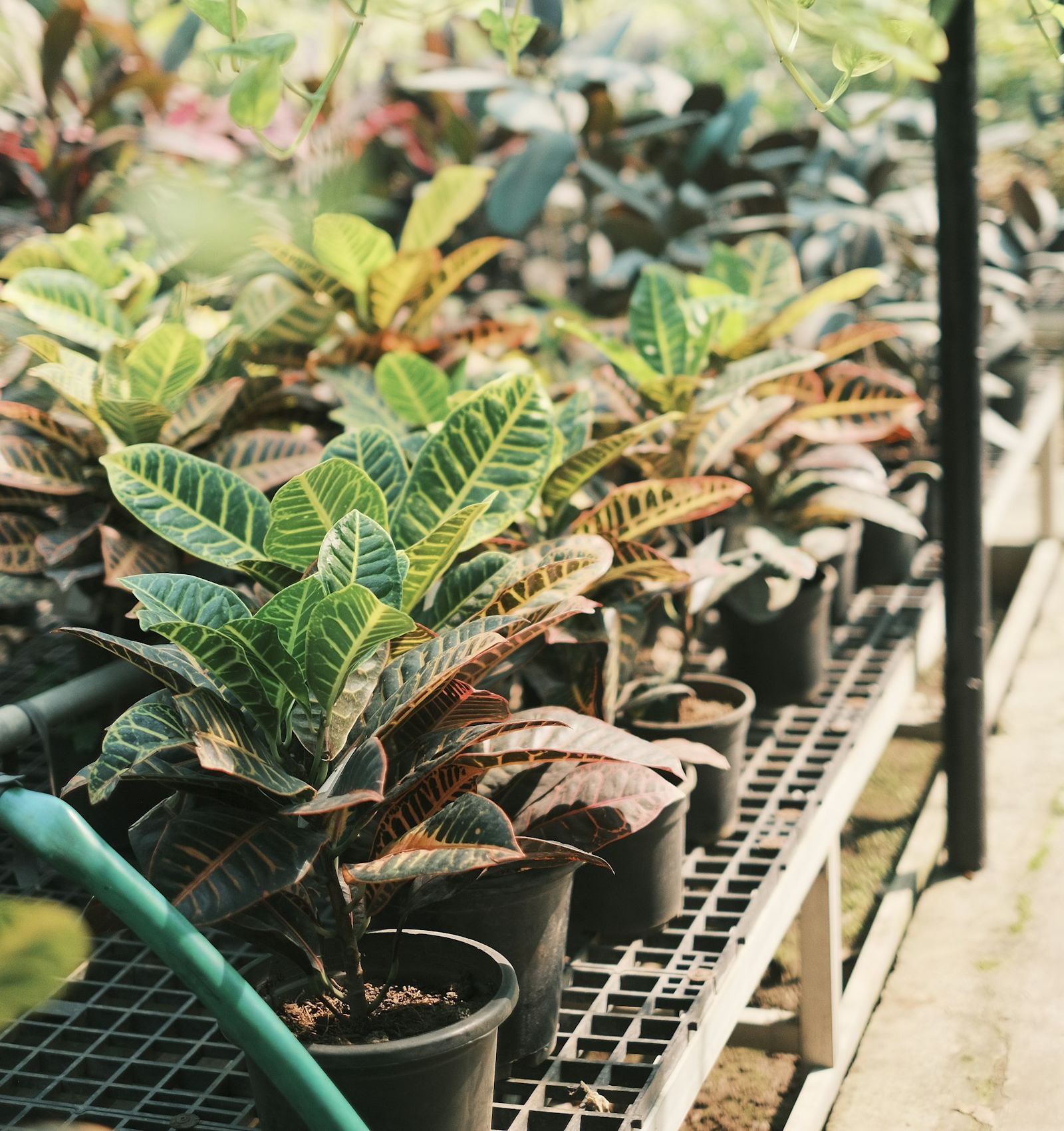 Stand-in Unsplash photo of potted crotons lined up on nursery racks