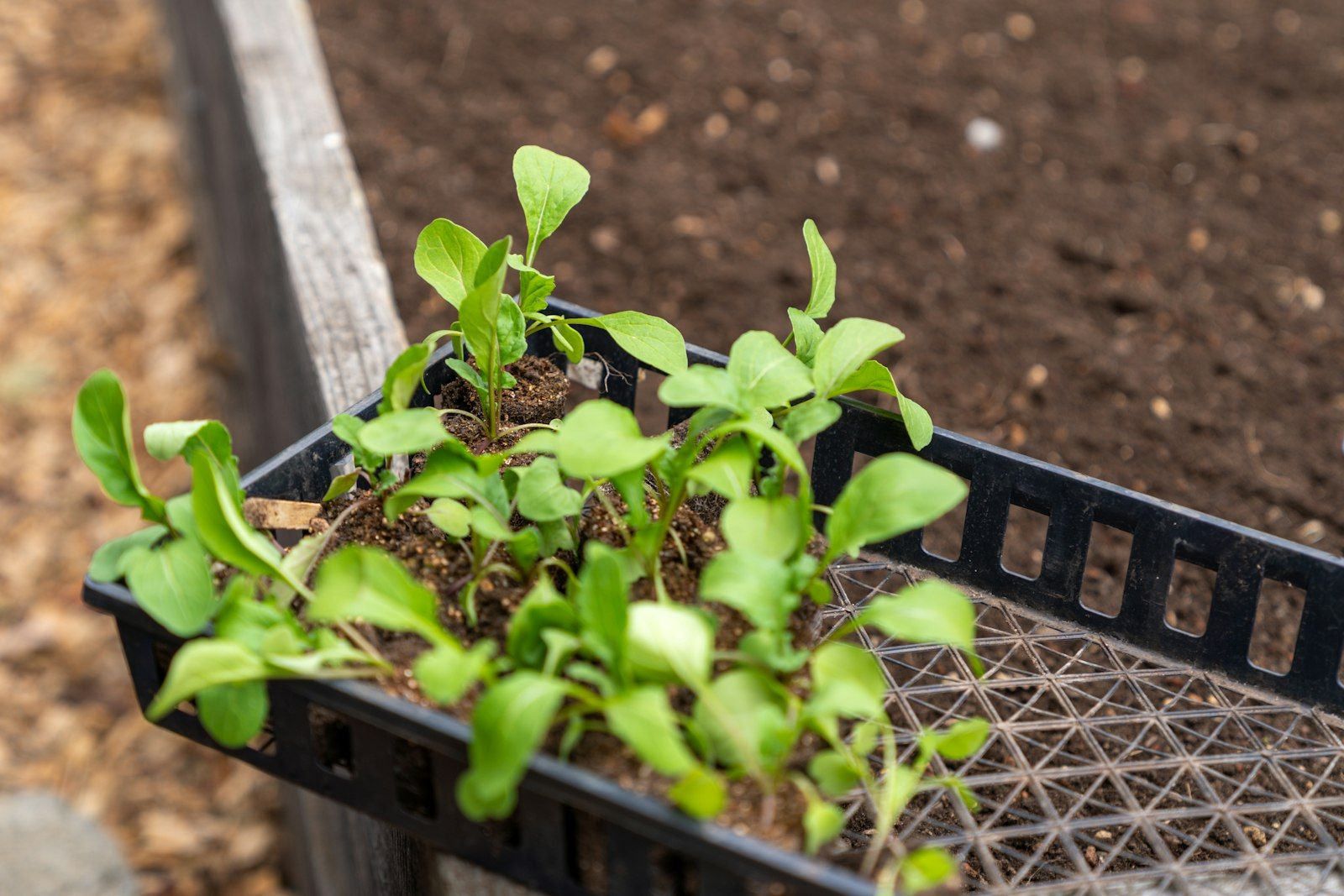 Stand-in Unsplash photo of seedlings in a tray of fresh soil